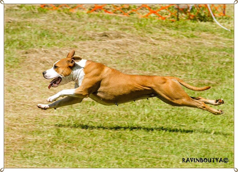 QLD Staffy & Amstaff Rescue